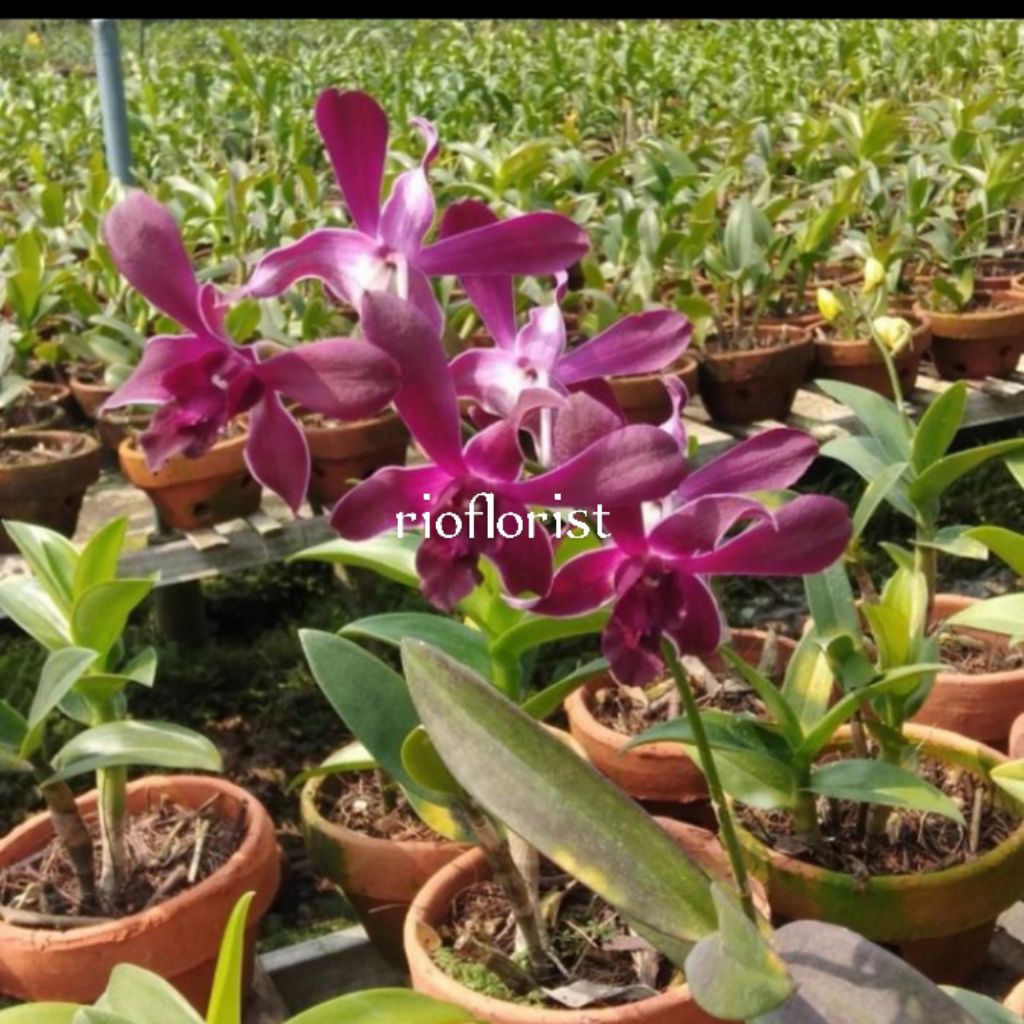 anggrek dendrobium Caesar red dewasa