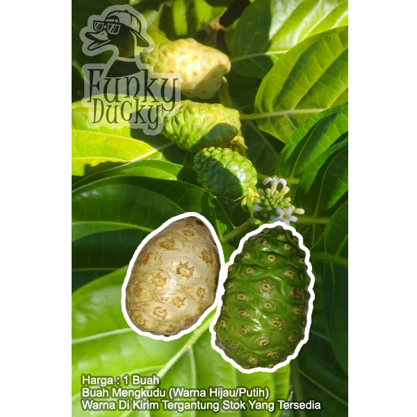 

Buah Mengkudu 1 pcs fresh tanpa pestisida BUAH MENGKUDU/PACE,HERBALALAMI,HIPERTENSI DIABETES