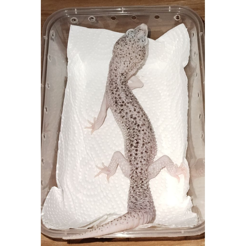 Gecko Pied Line Super Pied