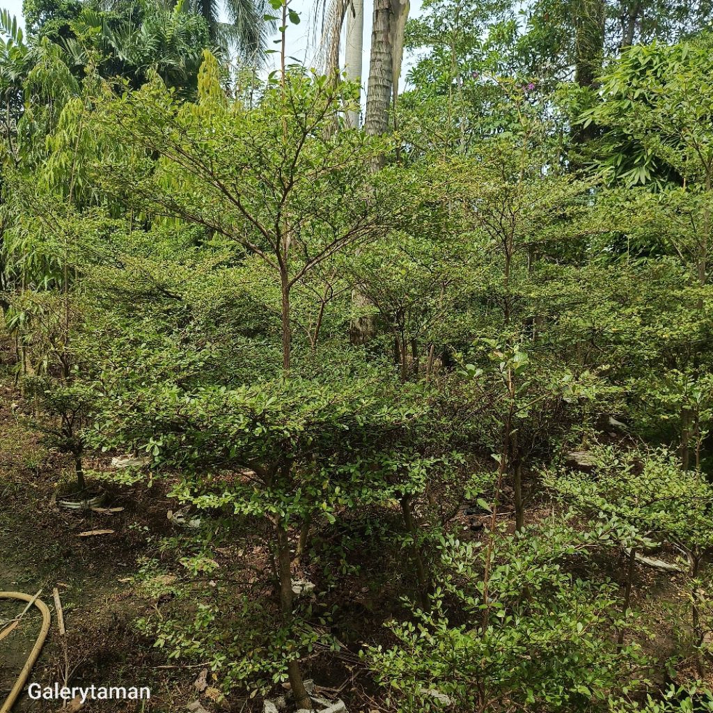 pohon ketapang kencana tinggi 2 meter
