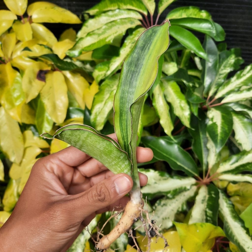 Sansevieria Malawi Midnight variegata / Tanaman Hias / Lidah Mertua