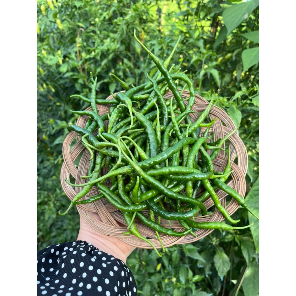 

Cabe Keriting / Cabai Keriting 500gr