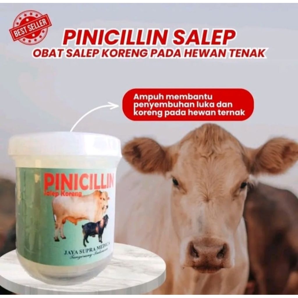 PINISILIN SALEP OBAT SALEP KORENG PADA HEWAN TERNAK