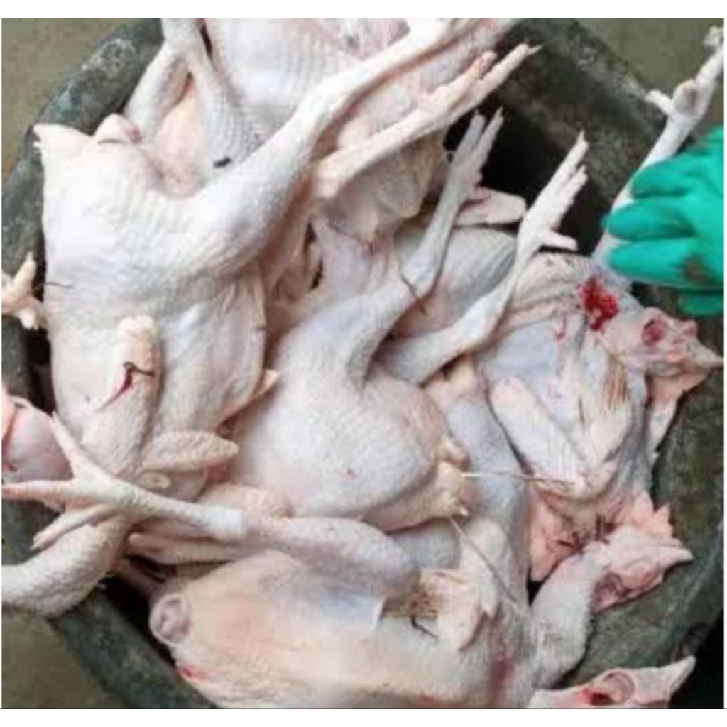 

ayam telur/ayam merah 1 ekor utuh berat -+1, 8 bppn