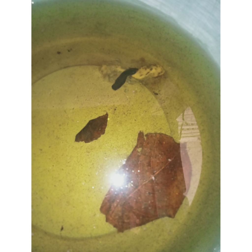 cupang plakat Avatar Cooper