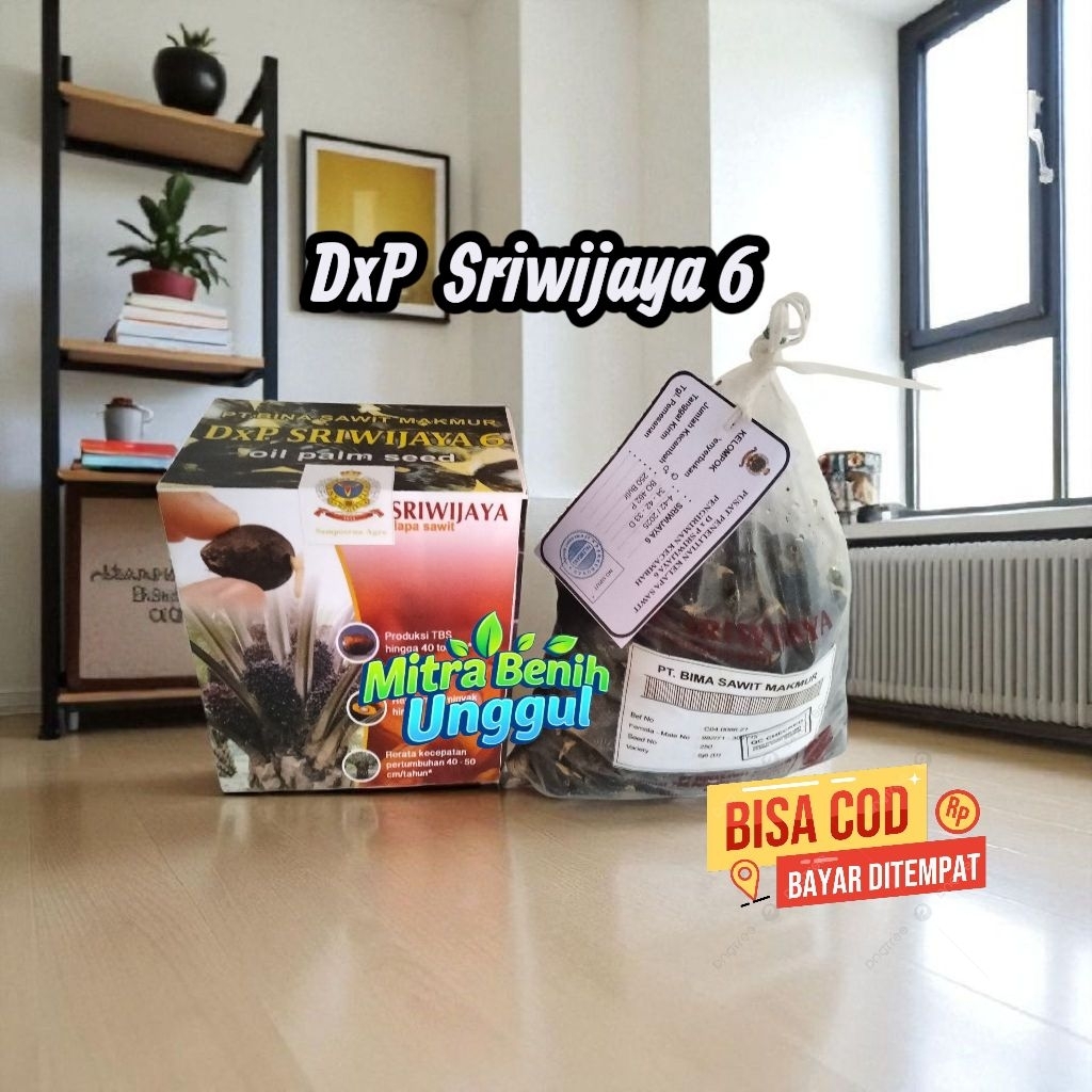 Benih kecambah sawit sriwijaya 6 semiklon