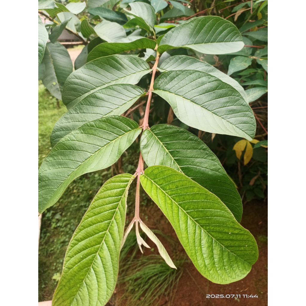 

daun jambu biji segar 300 gram