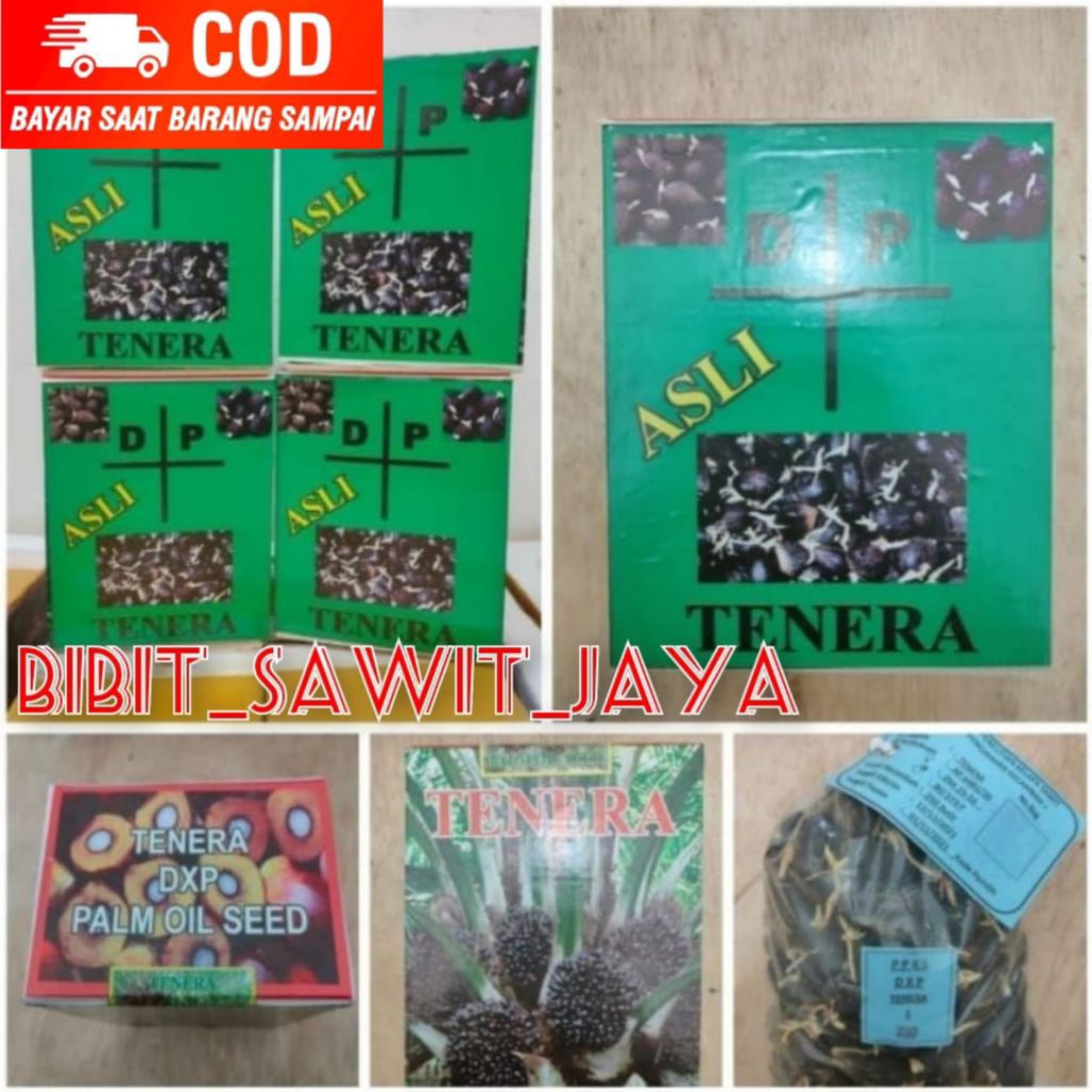 COD bibit kecambah sawit KUALITAS UNGGUL DxP TENERA