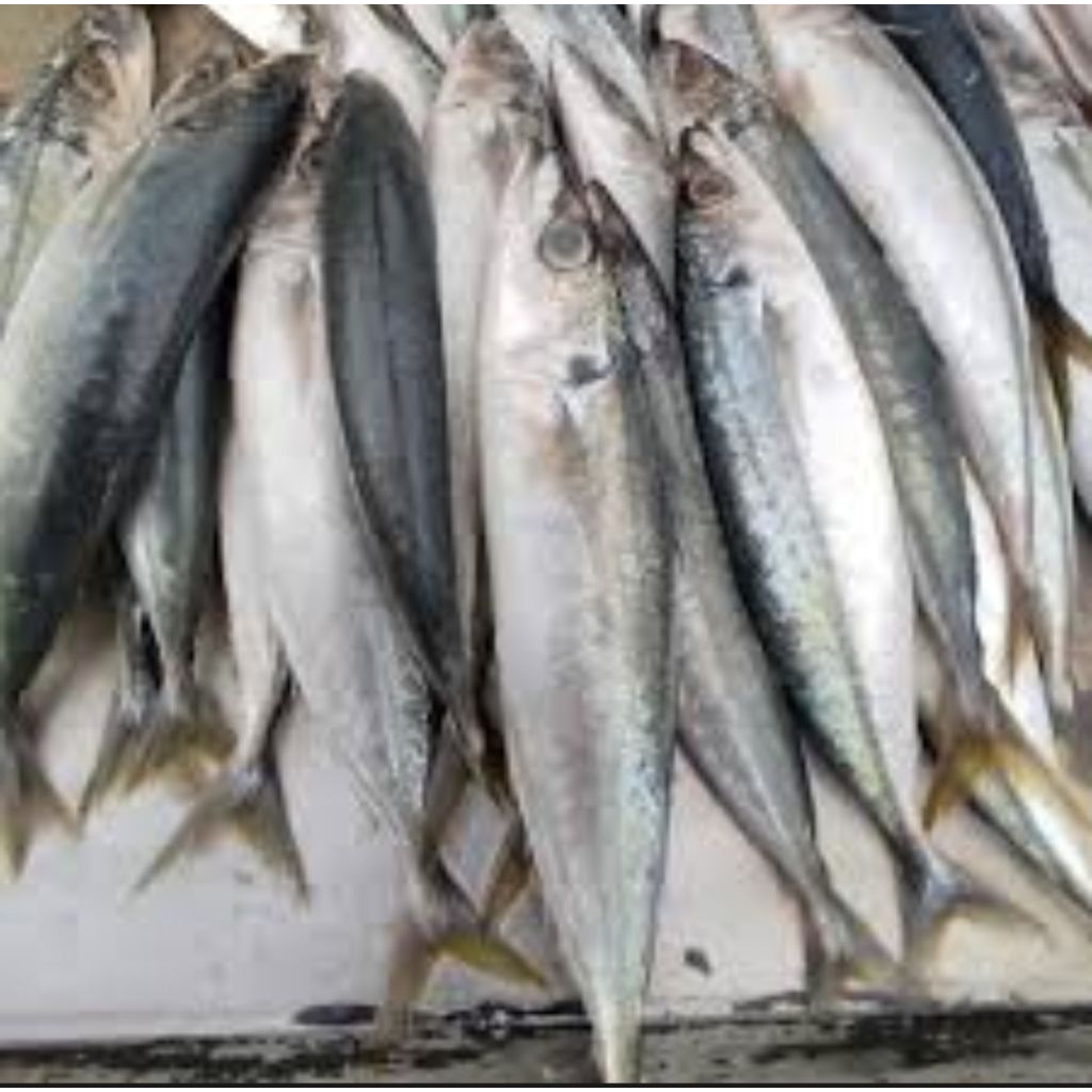 

IKAN DENCIS DUNGUN