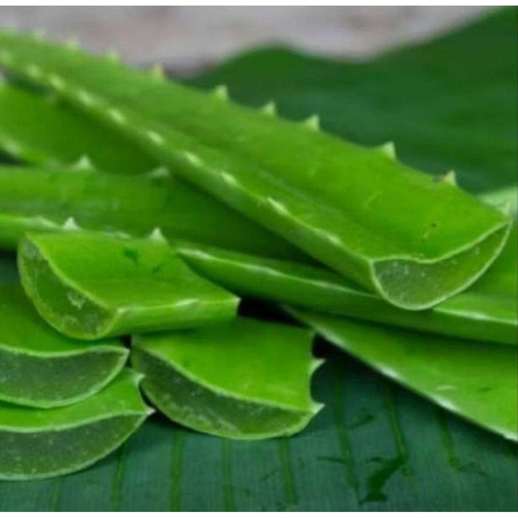 

Pelepah Lidah Buaya Organik 500gr/Aloevera jumbo/Gel Tanaman Hias