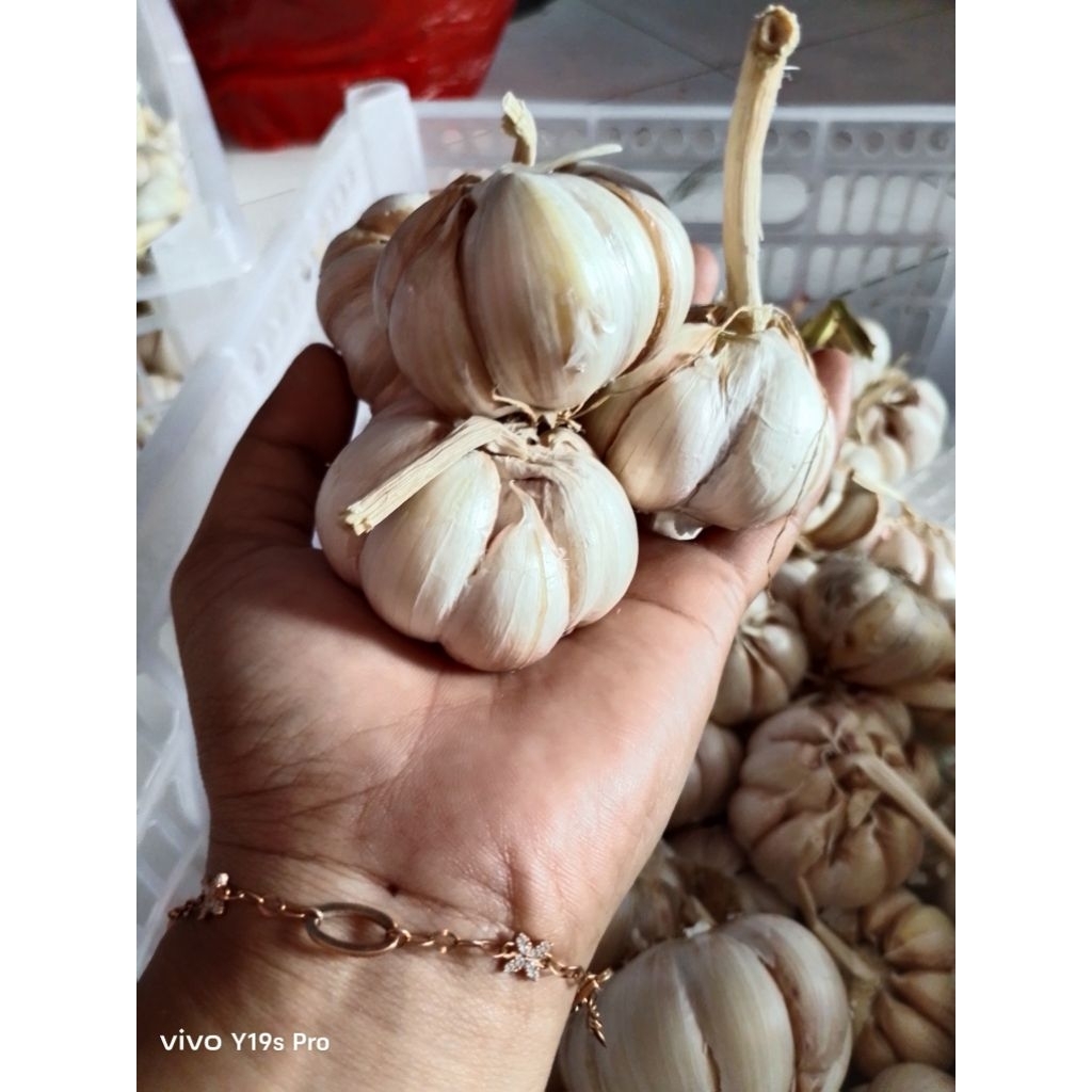 

Bawang putih sinco // Bawang putih biasa // Bawang putih bersih