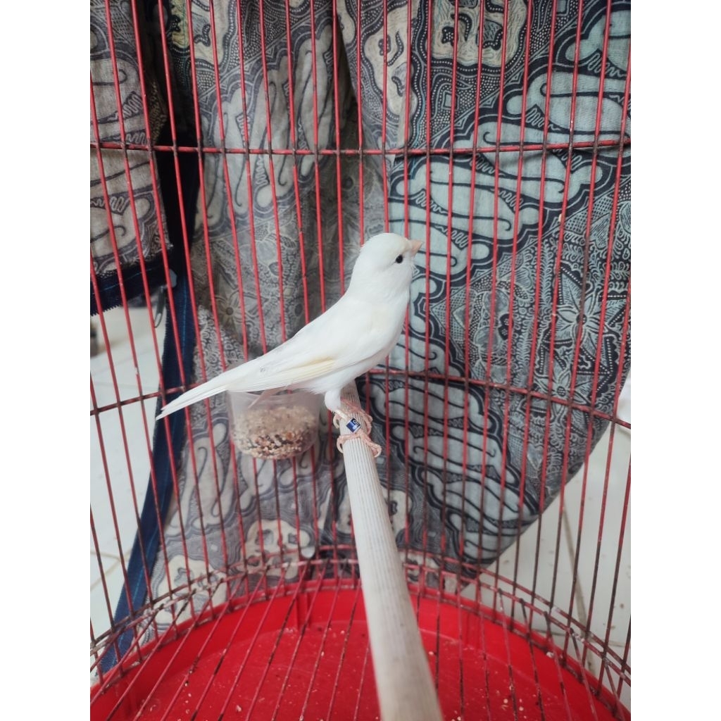 kenari loper gacoran