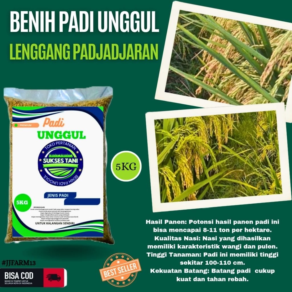BENIH PADI UNGGUL BERKUALITAS BIBIT PADI LENGGANG PAJAJARAN KEMASAN 5KG