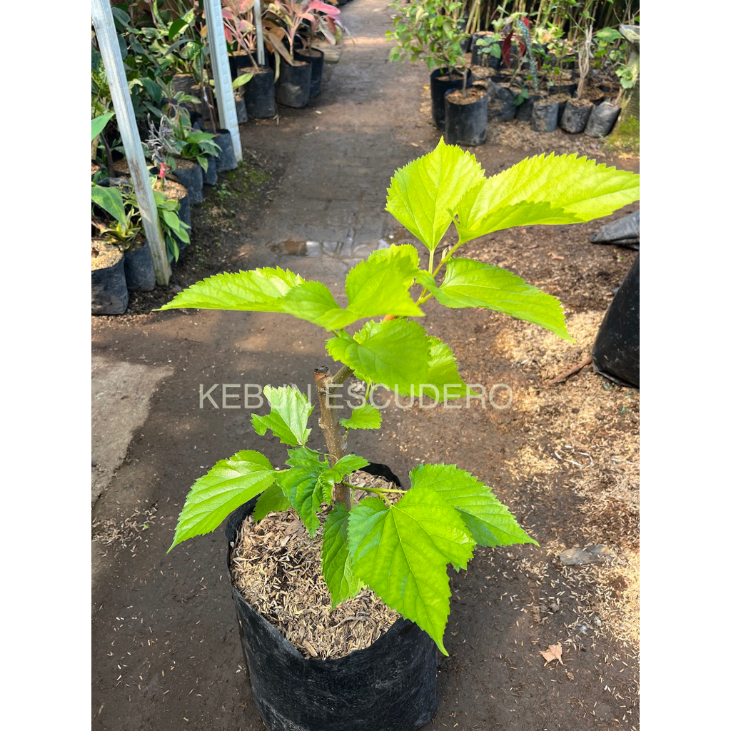 Long Murbei - Tanaman Buah Long Murbei Cepat Berbuah - Tanaman Long Murbei