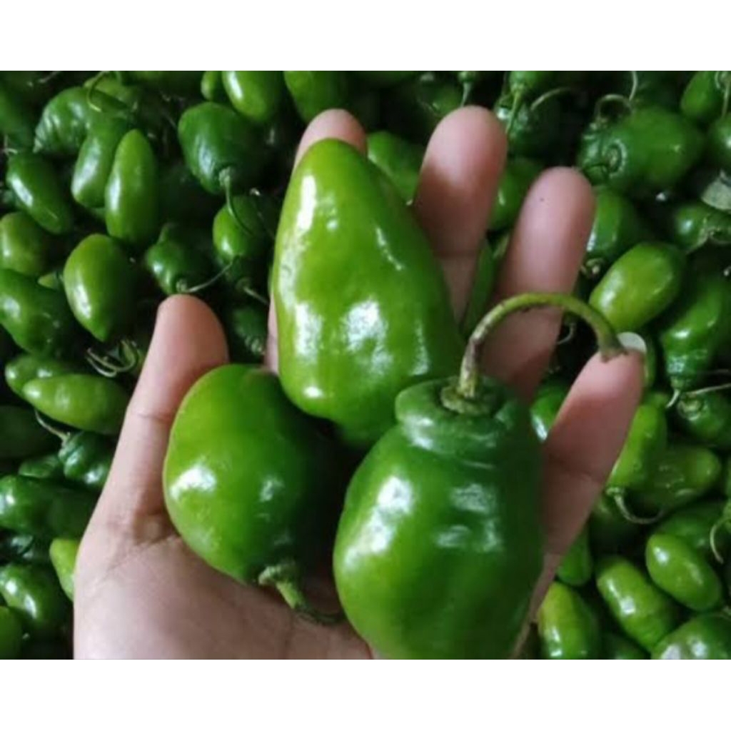 

cabe gendot fresh 1kg