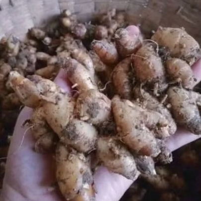 

kencur segar, kencur tua, kencur seblak 2kg