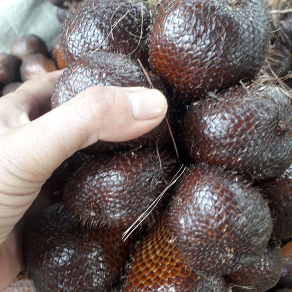 Bibit Salak Pondoh Madu Murah ( Beli 5 Gratis 1 )