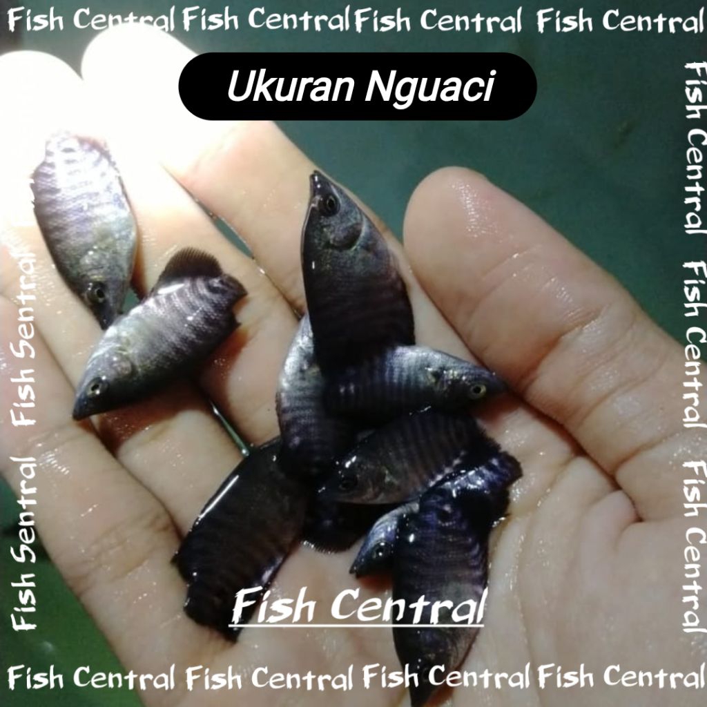 Bibit Gurame Ukuran Nguaci paket 50 ekor