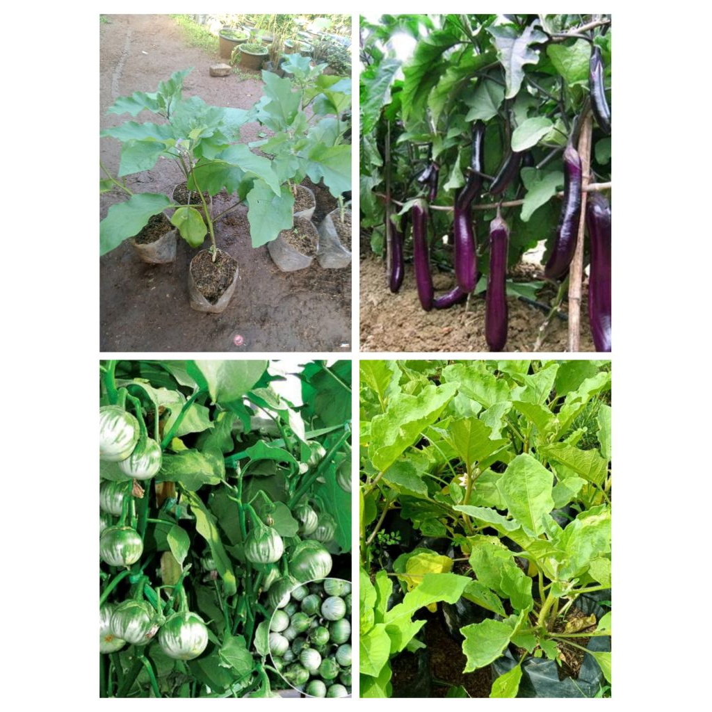 

Tanaman sayuran. tanaman terong