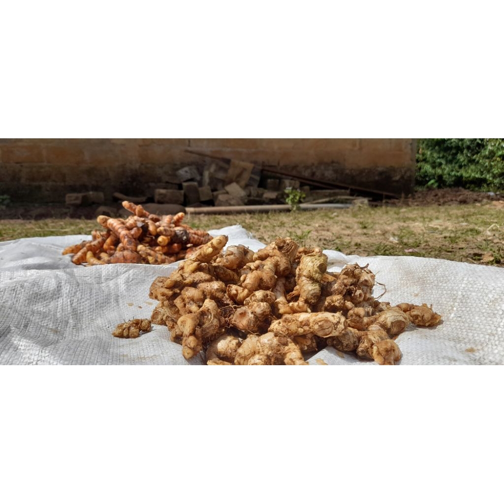 

Jahe Emprit Super Segar 1 kg