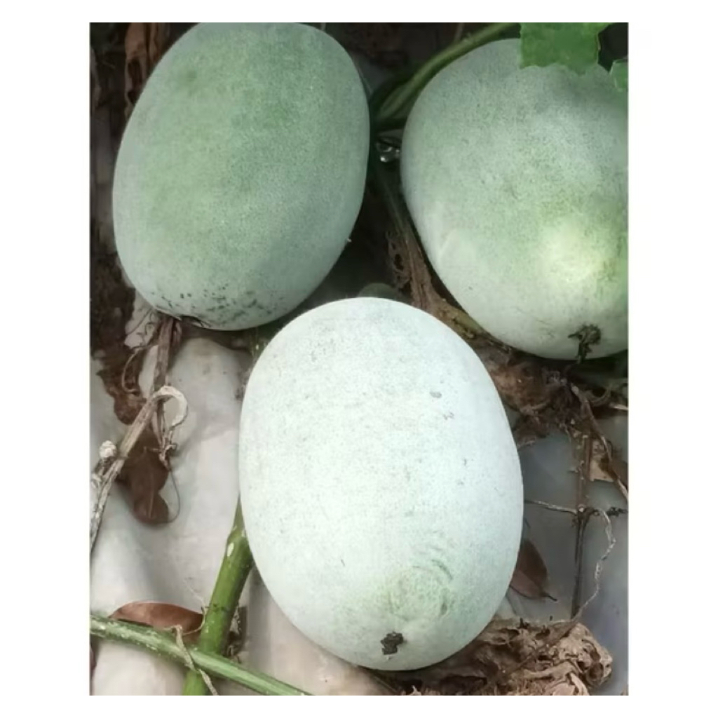 

Buah Kundur Bligo Winter Melon 1-1,5 kg