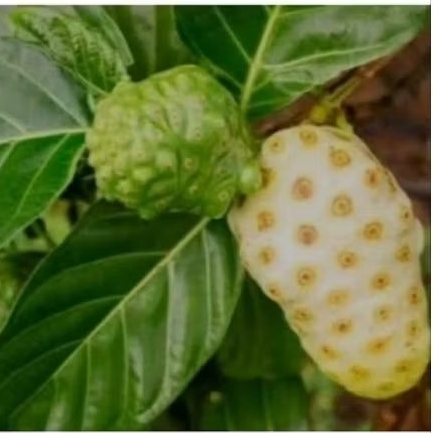 

BUAH MENGKUDU BUAH PACE 1 PCS