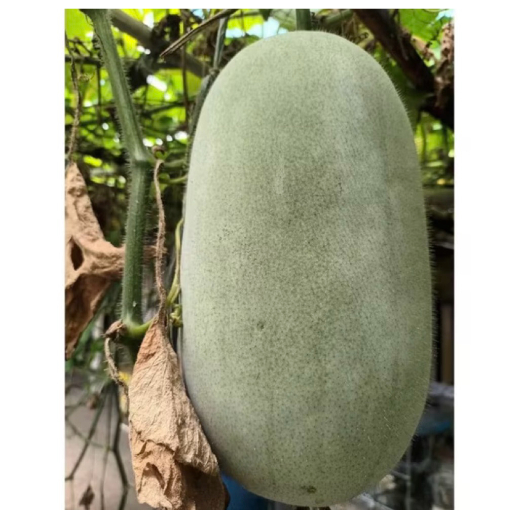 

1,5 kG Buah Bligo/Kundur Frees Baru Di Petik