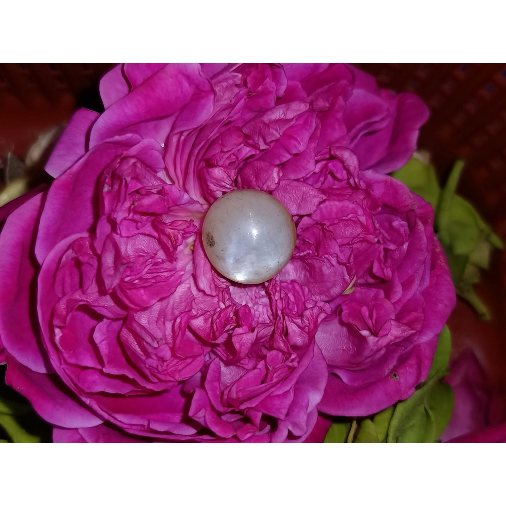 MUSTIKA IKAN UNTUK MANCING