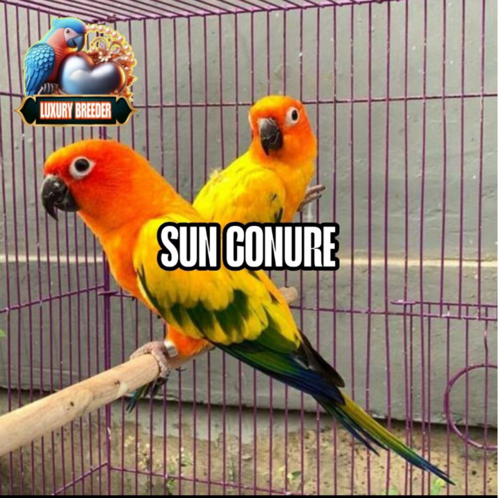 

Promo Telur Sun Conure fertil siap ditetaskan 100%