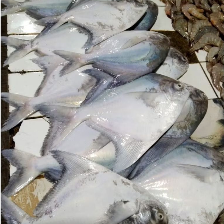 Bawal putih fresh 500g isi 3-4 ekor /bawal putih fresh