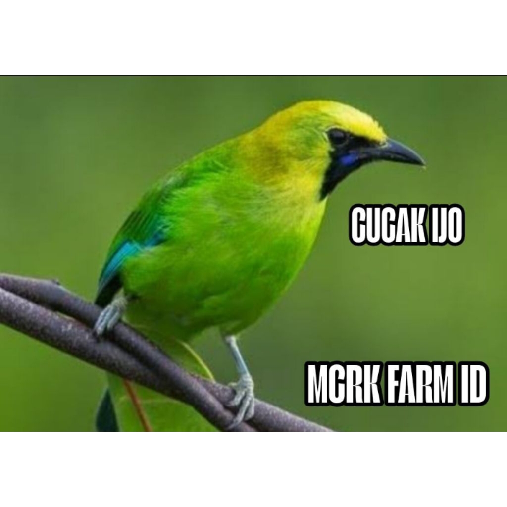 

Peomo murah Telur cucak hijau fertil 100% siap tetas 2 butir