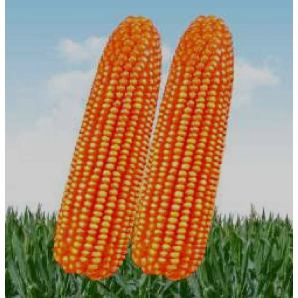 

Benih jagung lokal isi 2