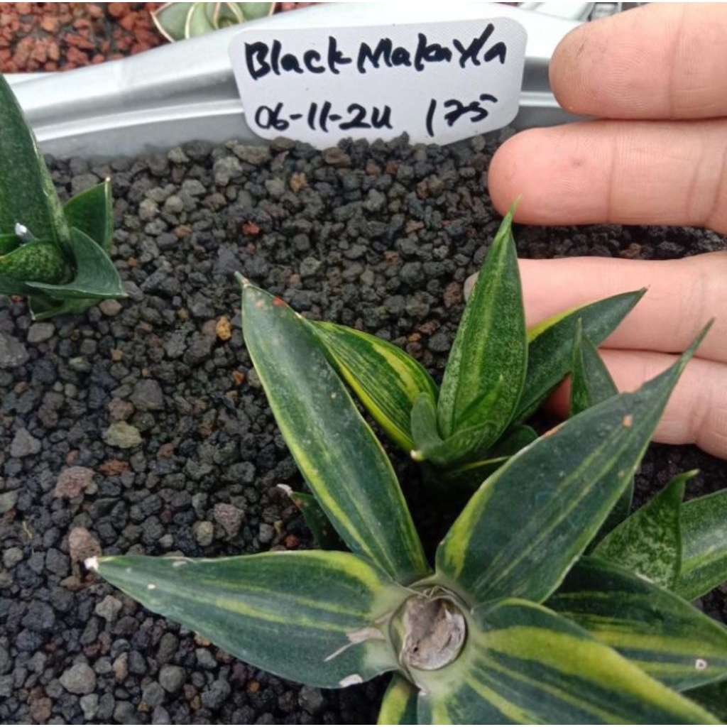 sansevieria black makayla variegata / lidah mertua black makayla