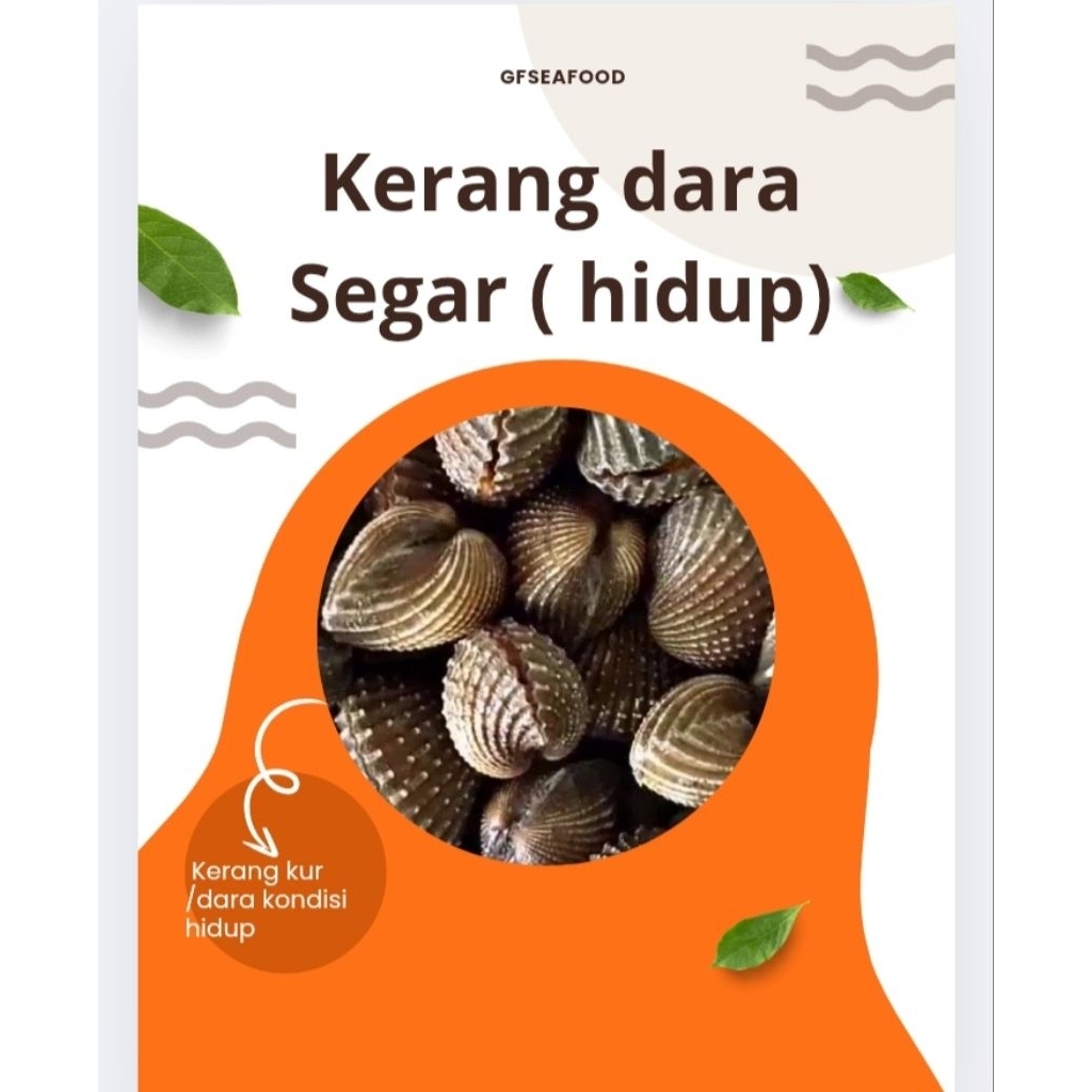 

Kerang Dara Segar (kondisi hidup)1000g