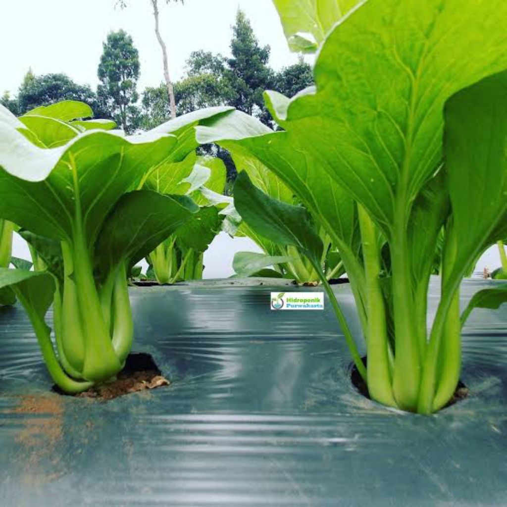 Bibit sawi hijau murah