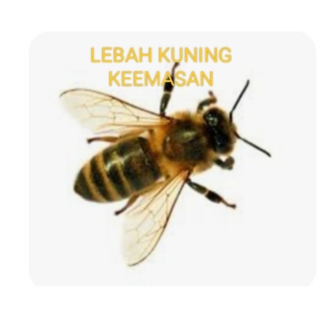 

buku cerita tentang lebah kuning keemasn ori isi 20