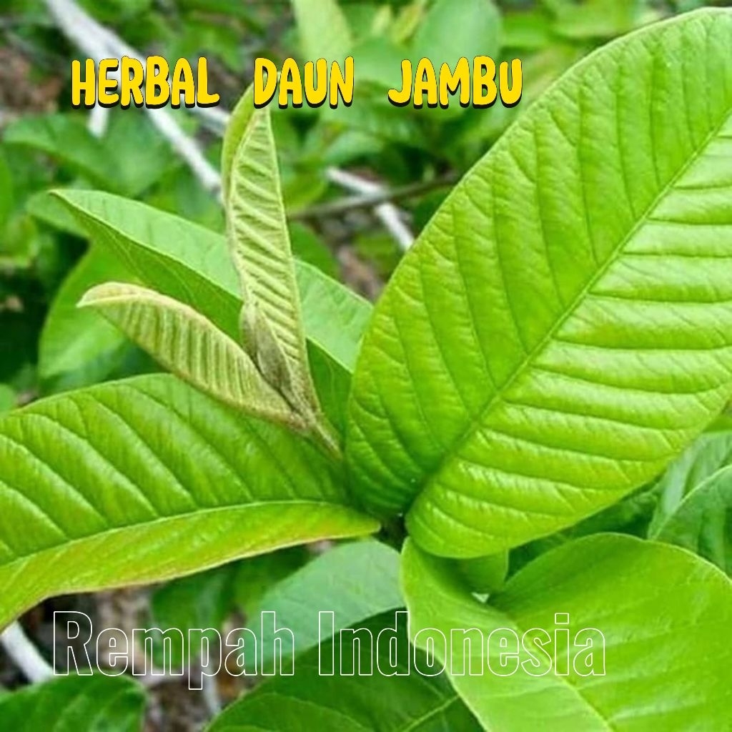 

Daun Jambu Biji Segar Untuk Obat Herbal 500gr
