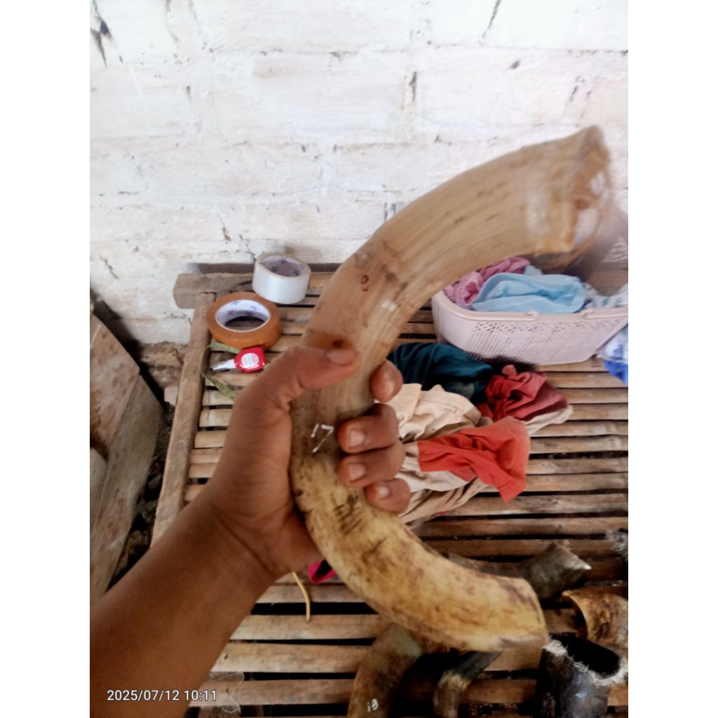 

padatan sapi bulee padat 15-17cm 1pcs