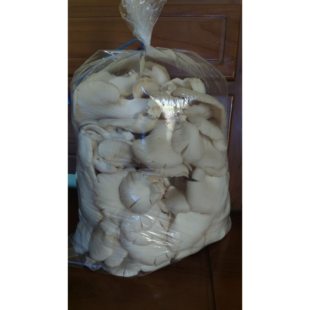 

jamur tiram kemasan 1 kg