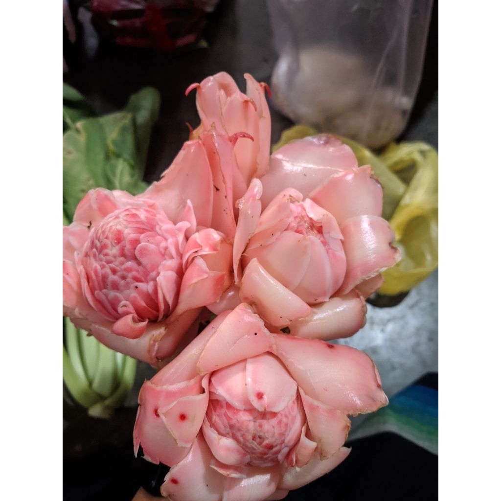 

buah comrang fres