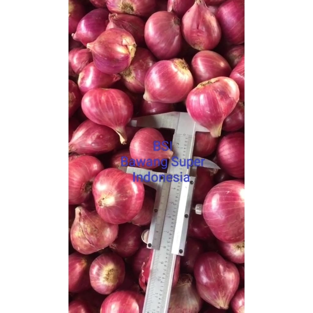 

Bawang Merah Super Indonesia Terlaris Langsung Dari Petani
