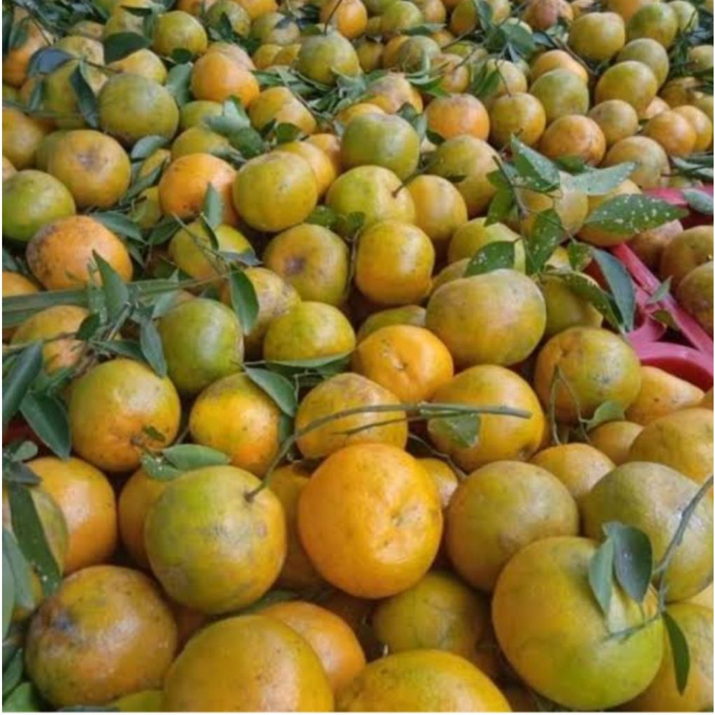 

buah jeruk ponti manis 1 kg great A bppn