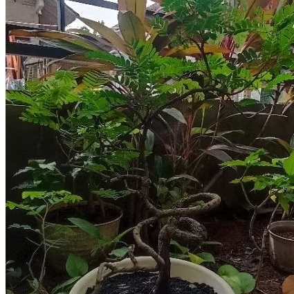 Bonsai Asem Jawa Meliuk Pendek Extreme Berkarakter Siap Pajang