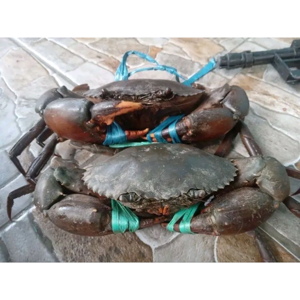 

Kepiting Bakau Super