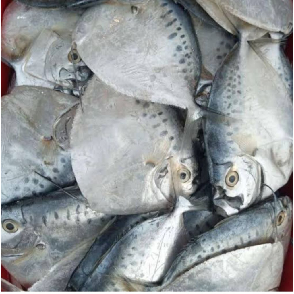 

ikan laut semar 1kg segar bppn harap tanya stock