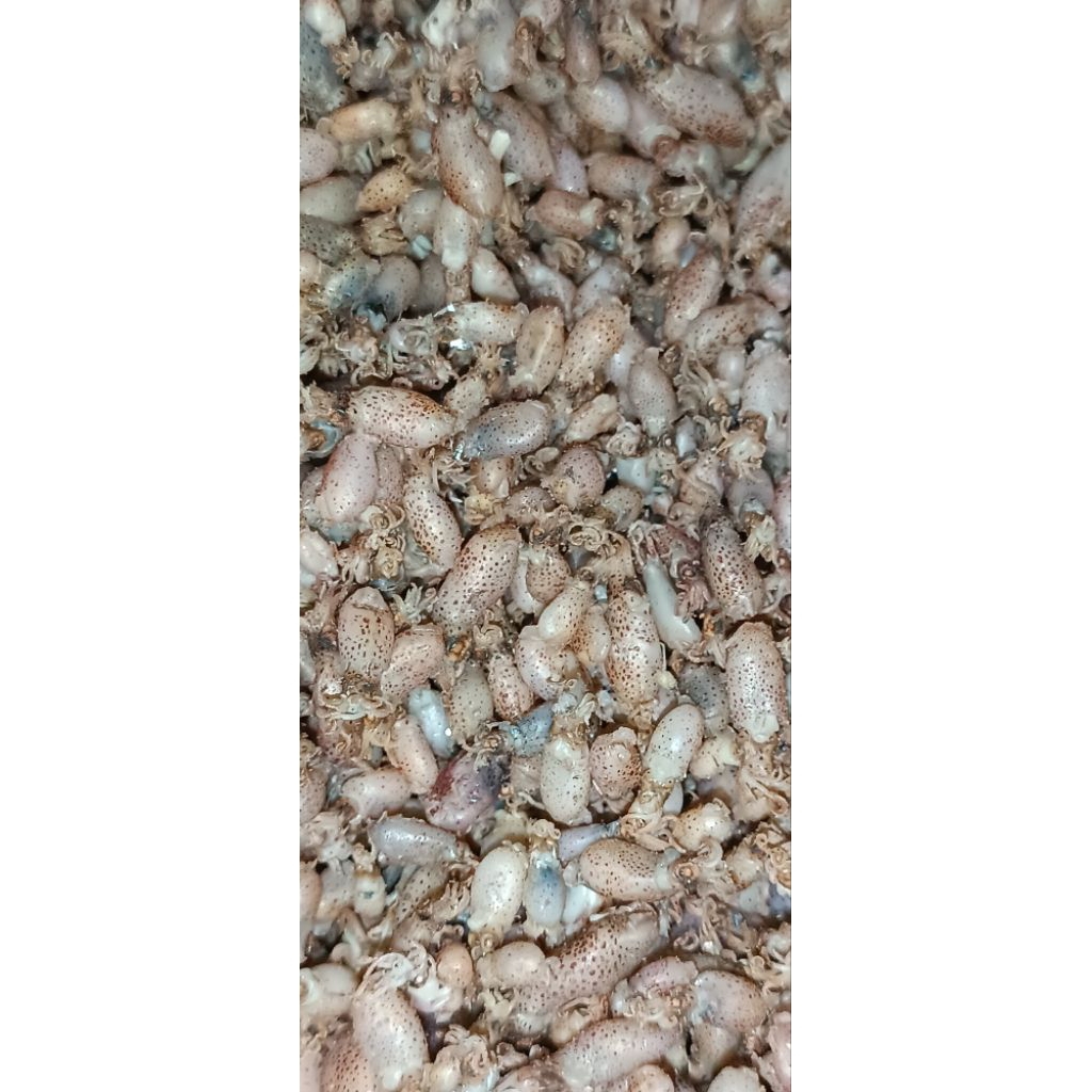 

Baby cumi biasa 0.5-1.5 cm ( po pengemasan)