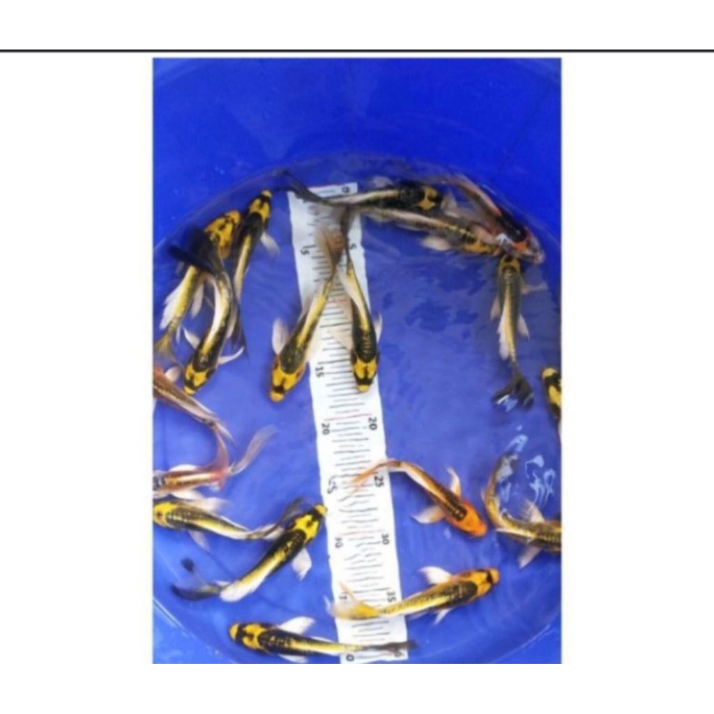 ikan koi kumpay/metalik slayer