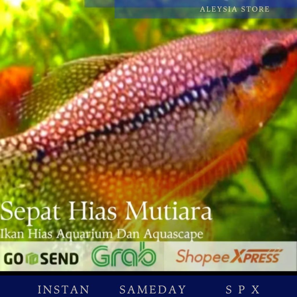 Sepat Mutiara Hiasan Aquarium Aquascape Dan Paludarium