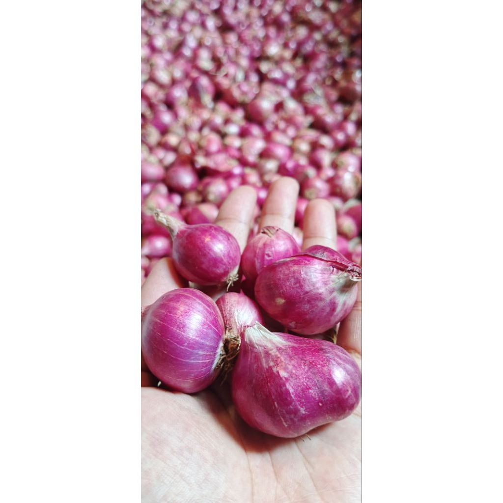 

BAWANG MERAH BIMA BERKUALITAS SUPER 500gr (½kg)