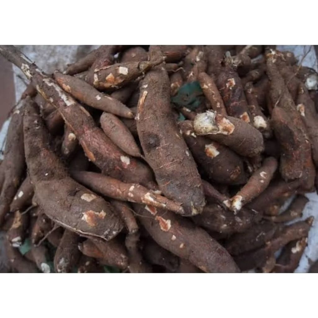 

Singkong ketan putih / telo pulen berat 1kg